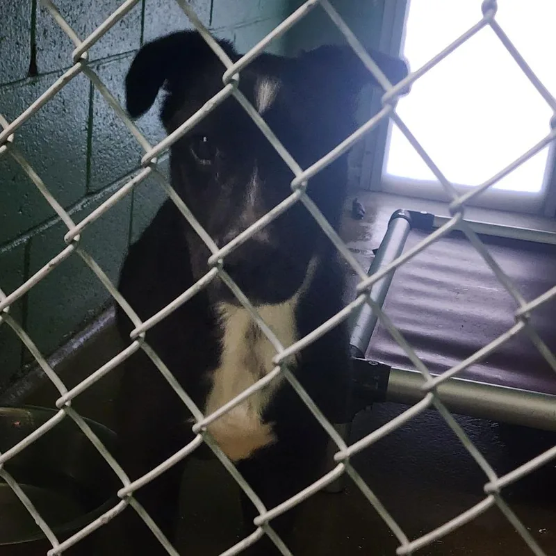 An adult medium-sized male Black Border Collie dog named Onyx for adoption in LaGrange, GA