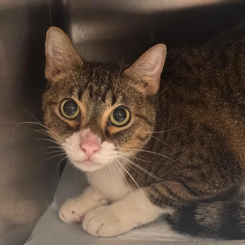 A senior medium-sized female Tortoiseshell Domestic Short Hair cat named Pinky for adoption in Clearwater, FL