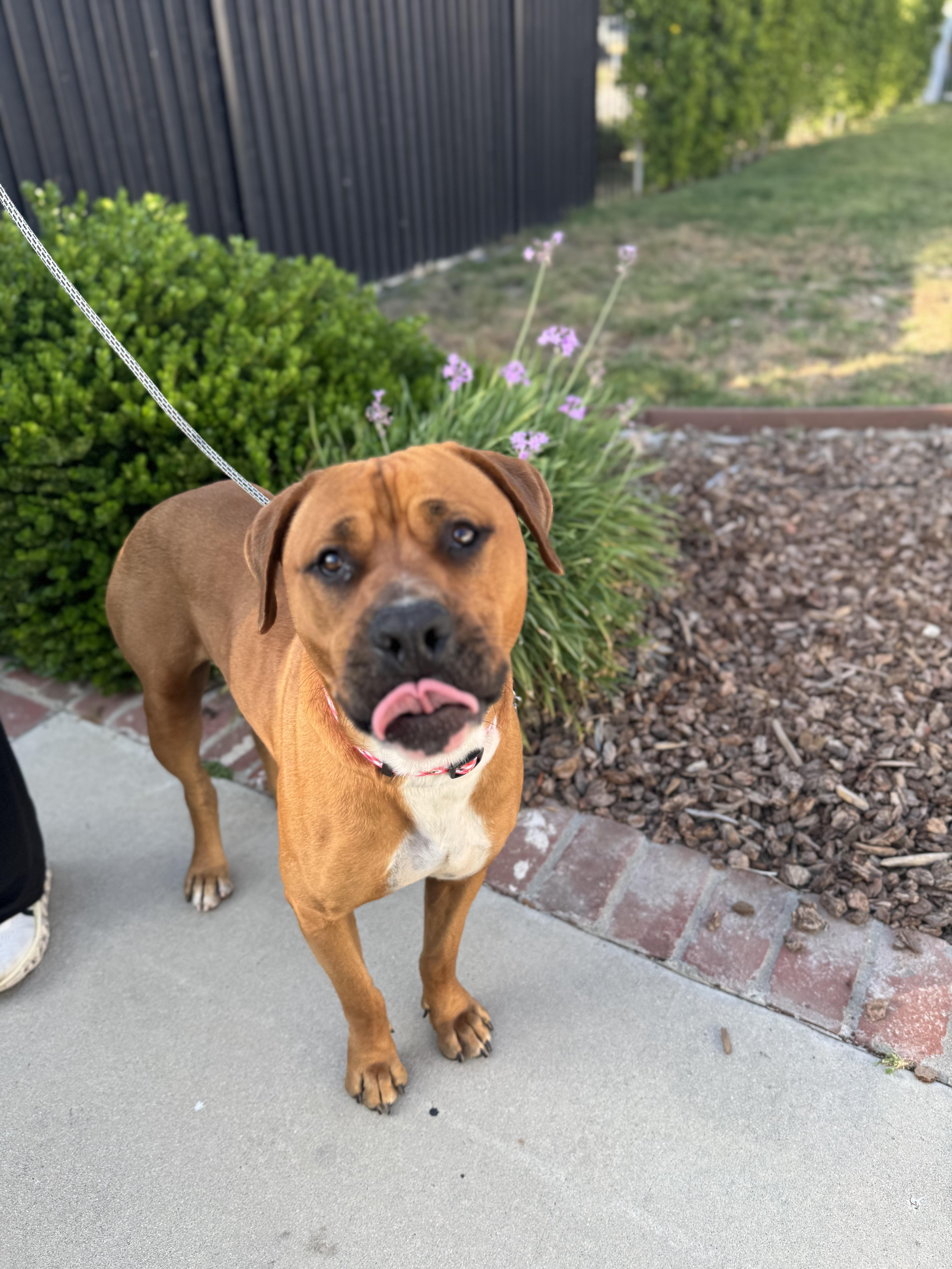 A young large-sized male Brown / Chocolate Rhodesian Ridgeback dog named Angus for adoption in Sun Valley, CA