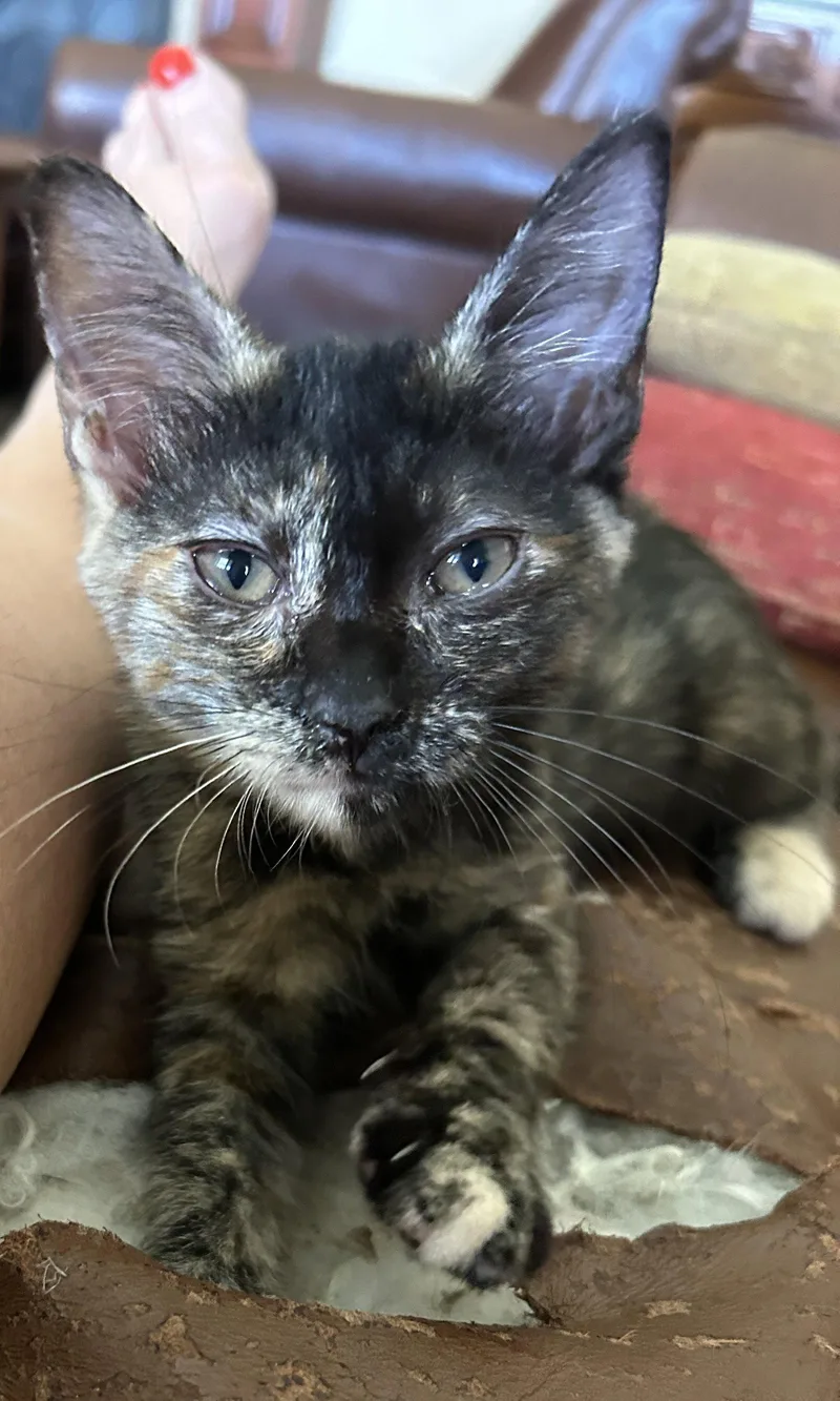A baby small-sized female Domestic Short Hair cat named Ziplock for adoption in Mission Viejo, CA