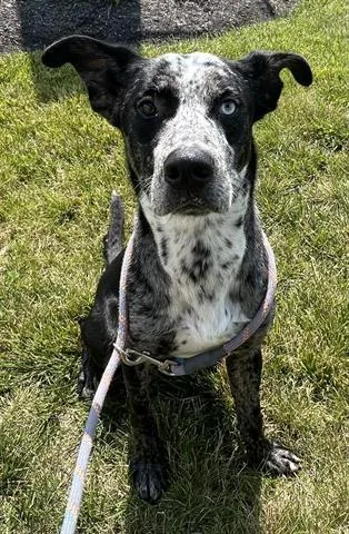 A young large-sized male Catahoula Leopard Dog dog named Smokey for adoption in Dayton, OH