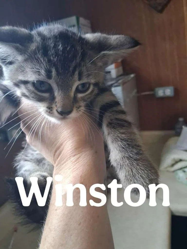 Winston