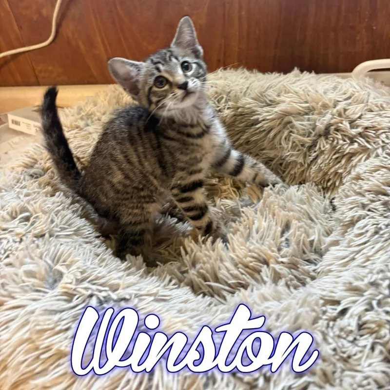 Winston thumbnail 2