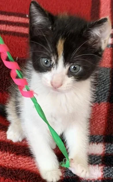 A baby small-sized female Calico Domestic Short Hair cat named Canyon Rain for adoption in Liverpool, TX
