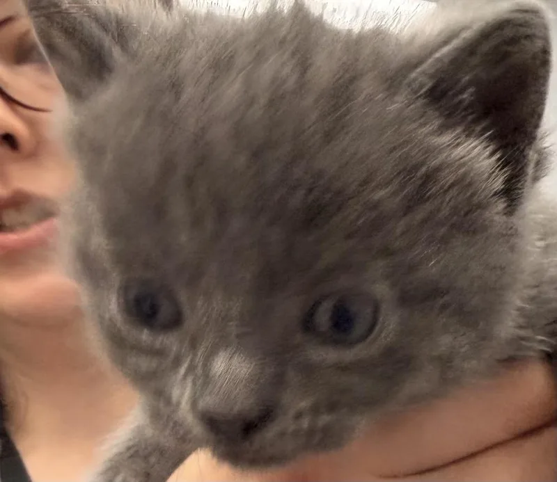 A baby small-sized female Gray / Blue / Silver Domestic Short Hair cat named Sweetie Belle for adoption in Raleigh, NC