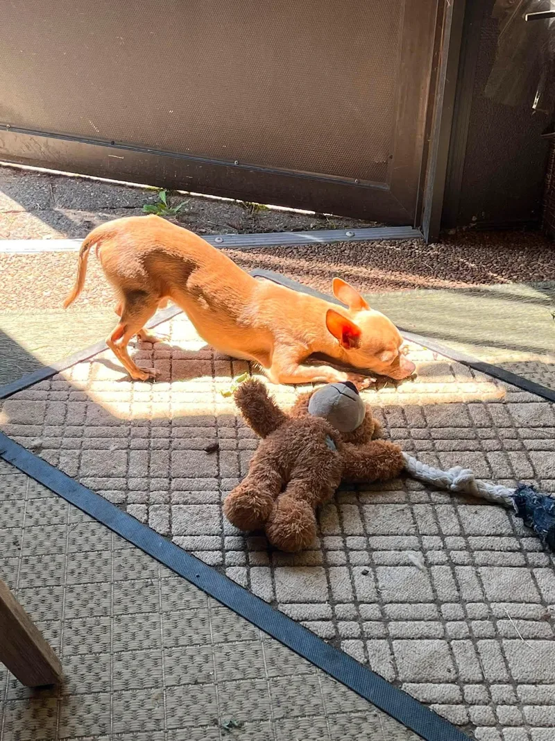 An adult small-sized male Chihuahua dog named Chico for adoption in Solon, OH