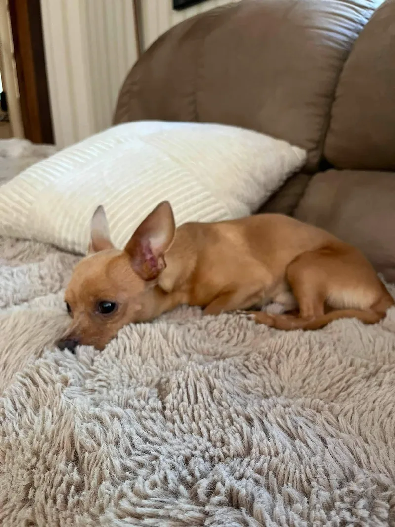 Chico thumbnail 3