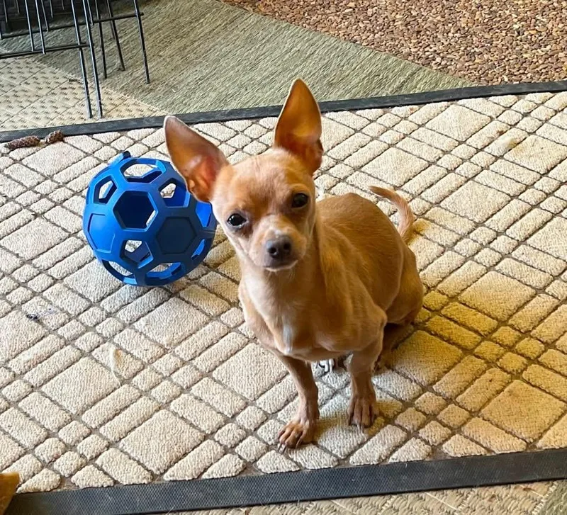 Chico thumbnail 4