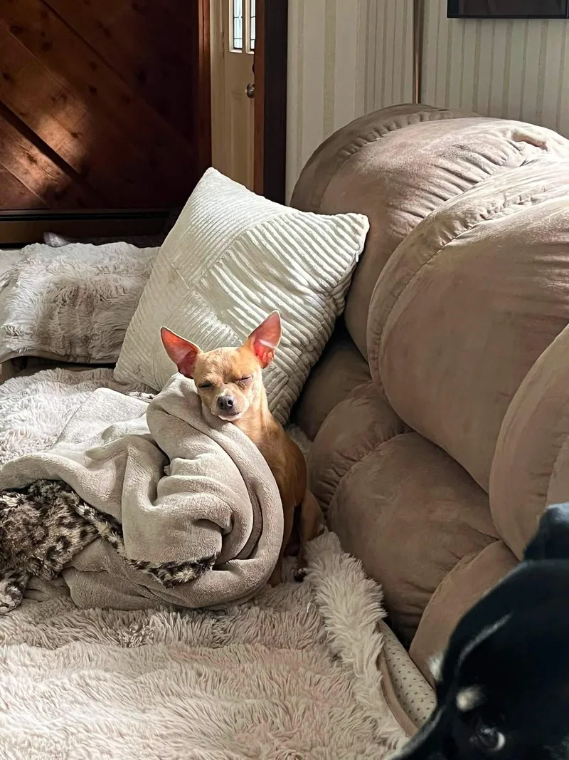 Chico thumbnail 6
