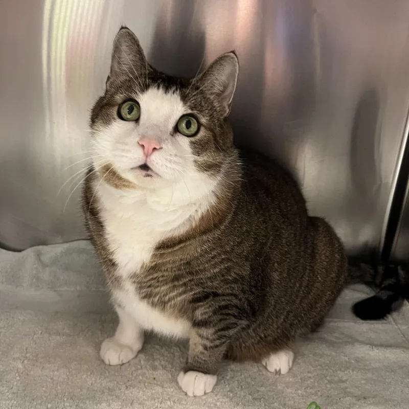 A senior extra large-sized male Brown / Chocolate Domestic Medium Hair cat named Lucky for adoption in Perkiomenville, PA