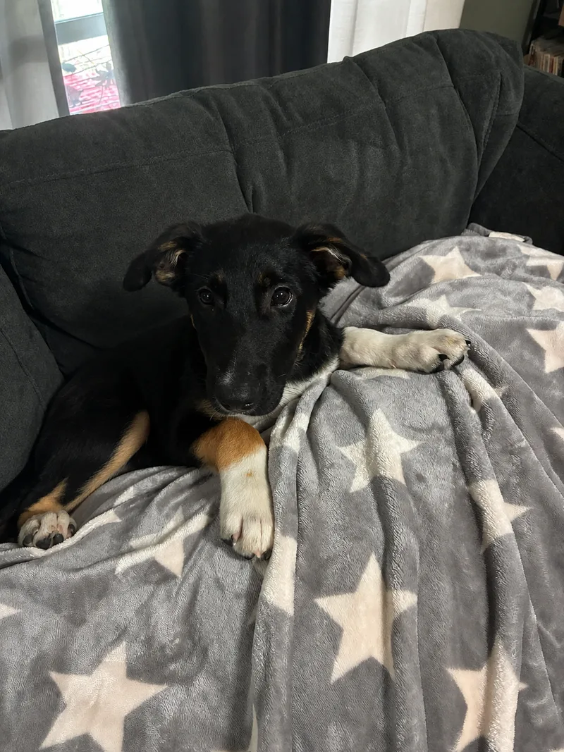 A baby medium-sized male Black Australian Shepherd dog named Pinto for adoption