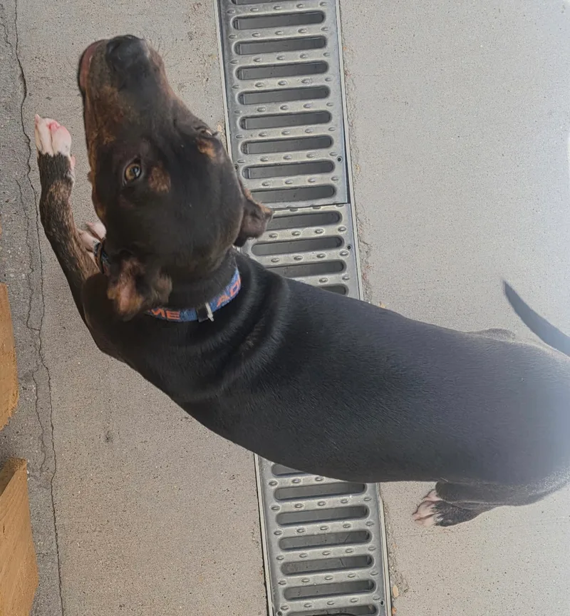 A baby small-sized female Black Mixed Breed dog named Chaney for adoption