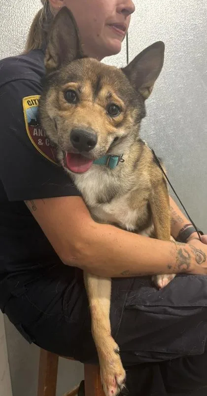 A young medium-sized male Brown / Chocolate Shiba Inu dog named Hunter for adoption in Cleveland, OH