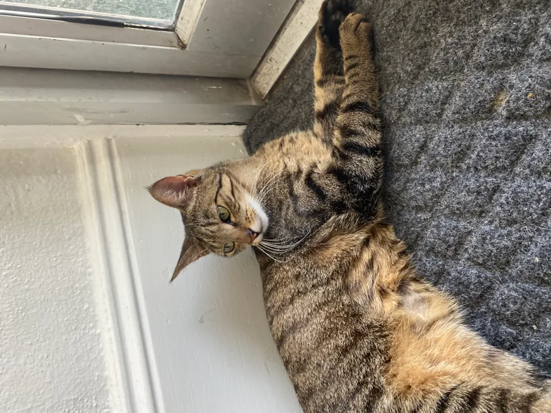 An adult small-sized female Tabby cat named GiGi for adoption