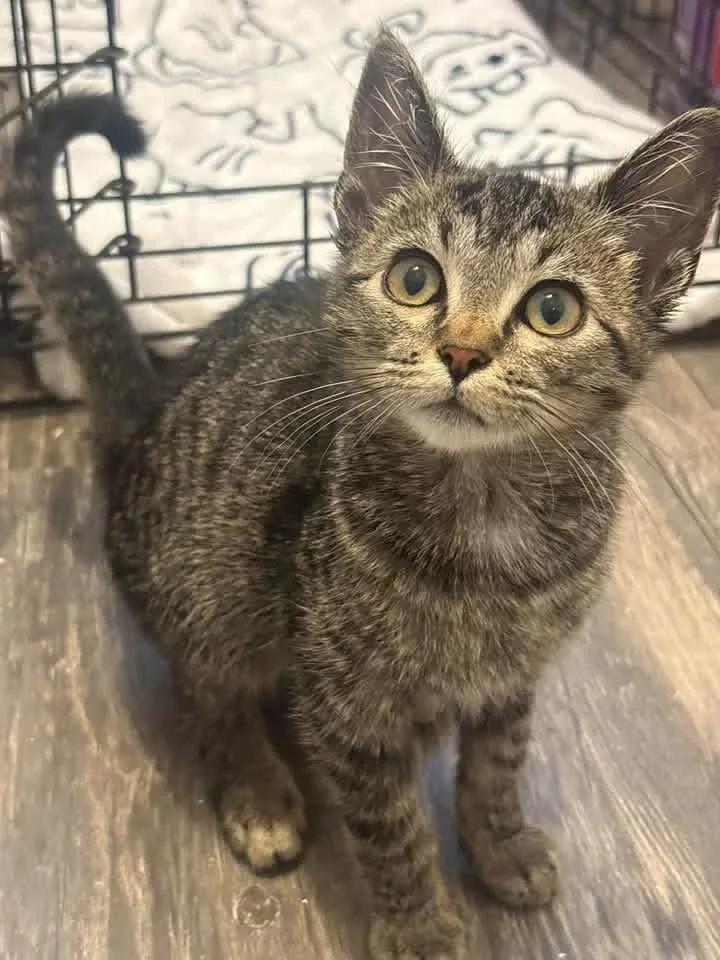 A baby small-sized male Domestic Short Hair cat named Biscuit for adoption in Battle Ground, WA