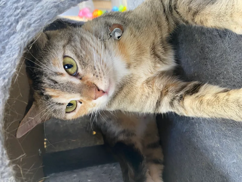 A baby small-sized female Gray Tabby cat named Willow for adoption