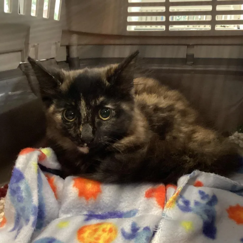 A baby small-sized female Tortoiseshell Domestic Short Hair cat named Lita for adoption in Montgomery, AL