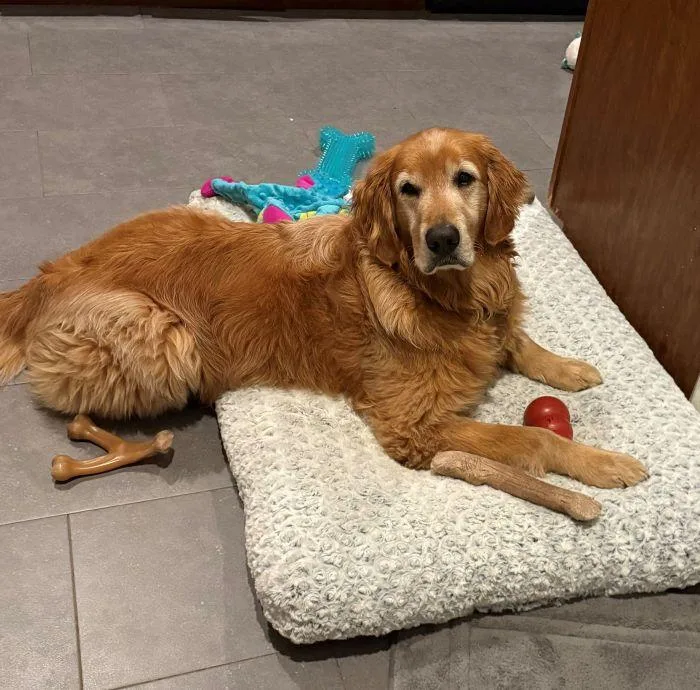 An adult large-sized male Golden Retriever dog named Charlie for adoption in Bath, OH