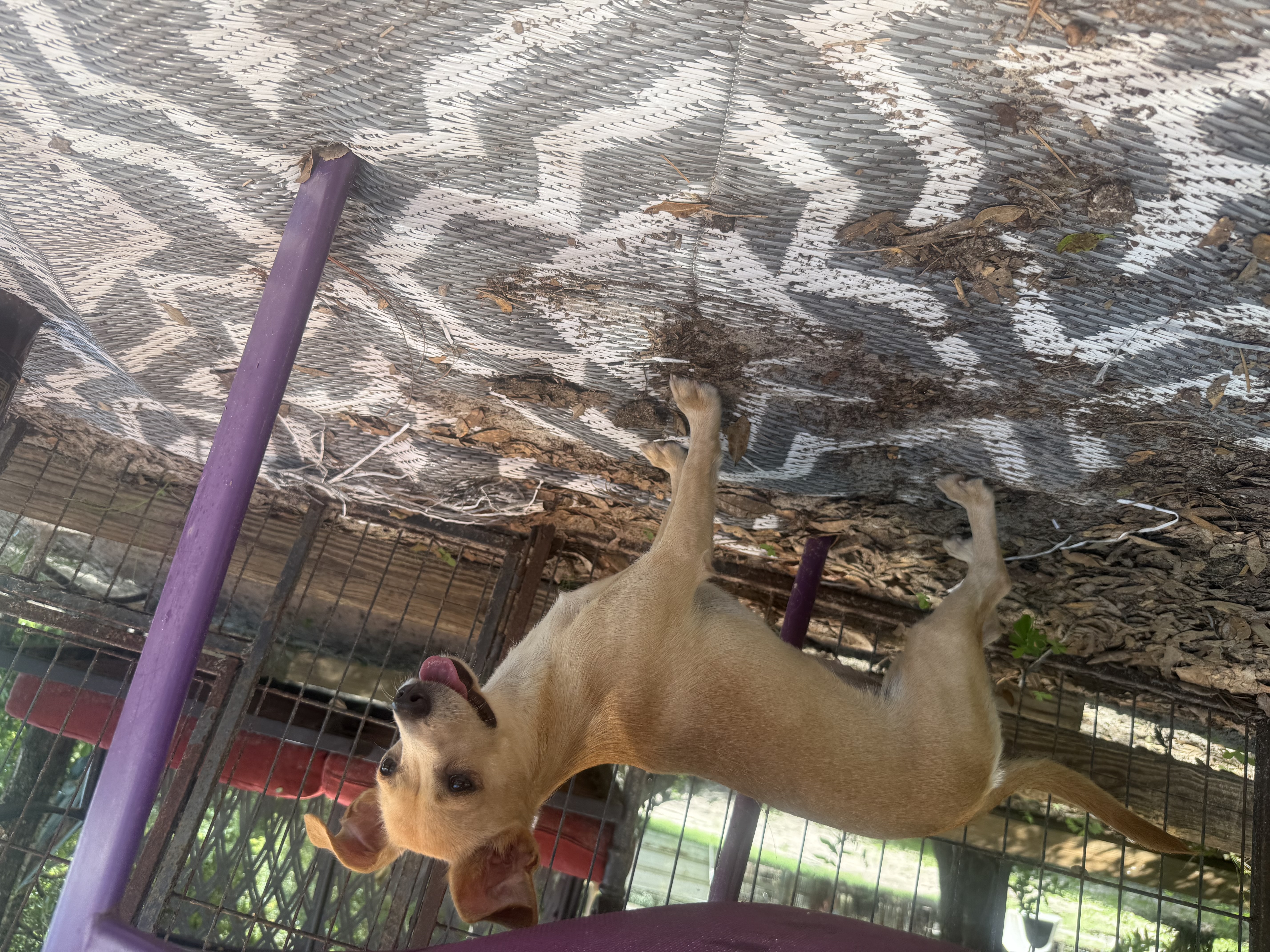 A young small-sized female Tan Chihuahua dog named <opal for adoption