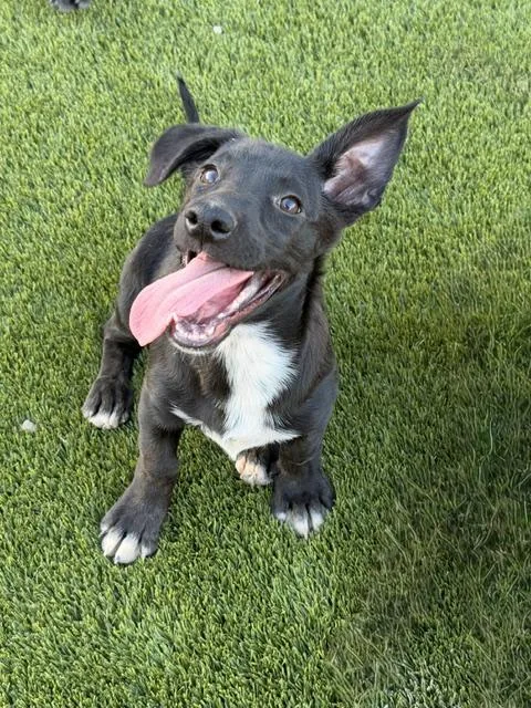 A baby medium-sized female Black Labrador Retriever dog named Sydney for adoption in Henderson, NV