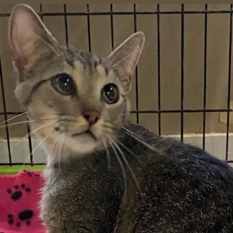 A young medium-sized male Gray / Blue / Silver Domestic Short Hair cat named Comet for adoption in Hattiesburg, MS