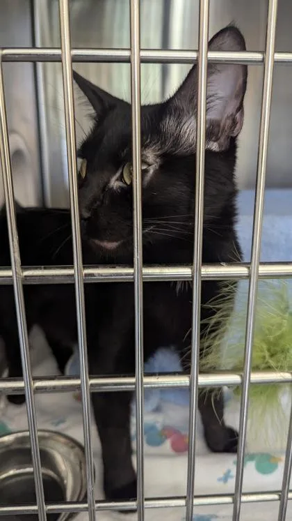 An adult medium-sized female Domestic Short Hair cat named Piper for adoption in Independence, MO