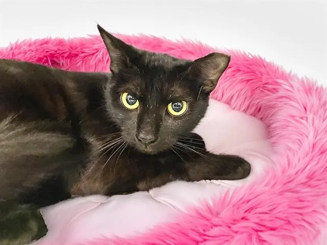 An adult medium-sized female Domestic Short Hair cat named Starlight for adoption in Fort Lauderdale, FL