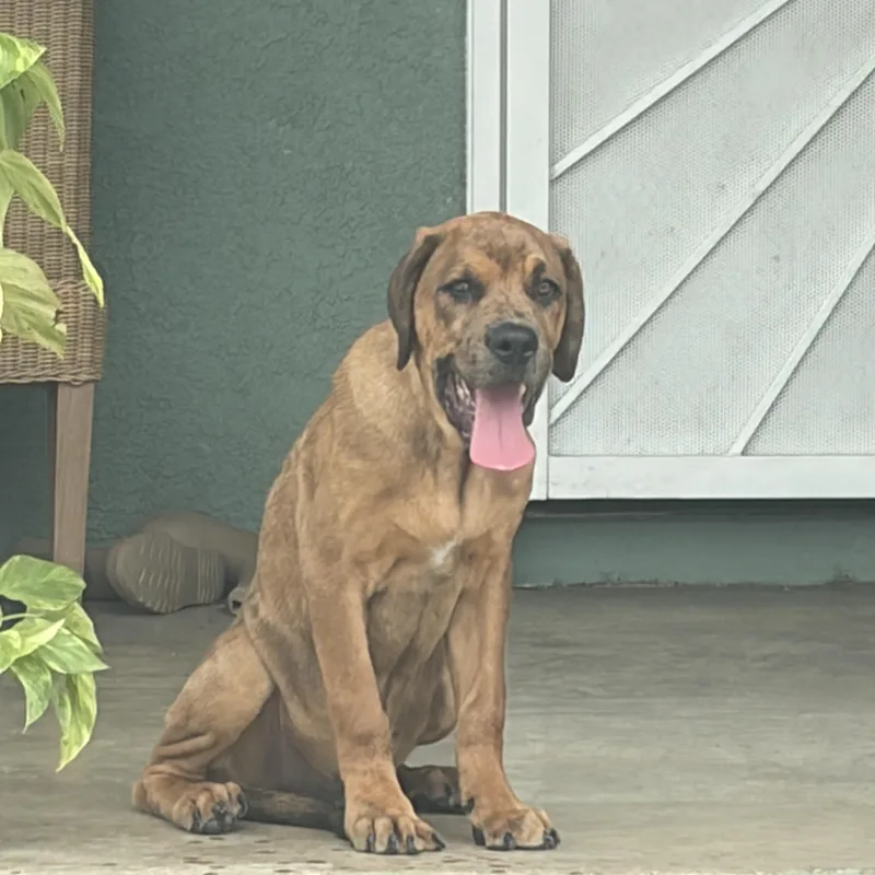 A baby large-sized male Cane Corso dog named Goose for adoption in Corona, CA