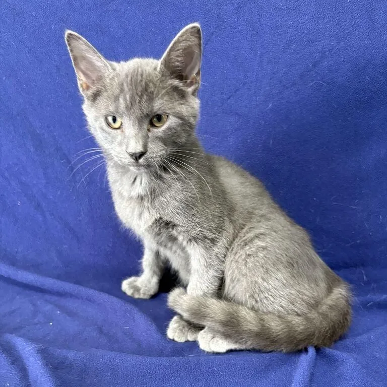 A baby medium-sized female Tabby (Gray / Blue / Silver) Domestic Short Hair cat named Cirrus for adoption in Valdosta, GA