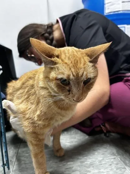 An adult medium-sized male Domestic Short Hair cat named Speedy for adoption in Shawano, WI