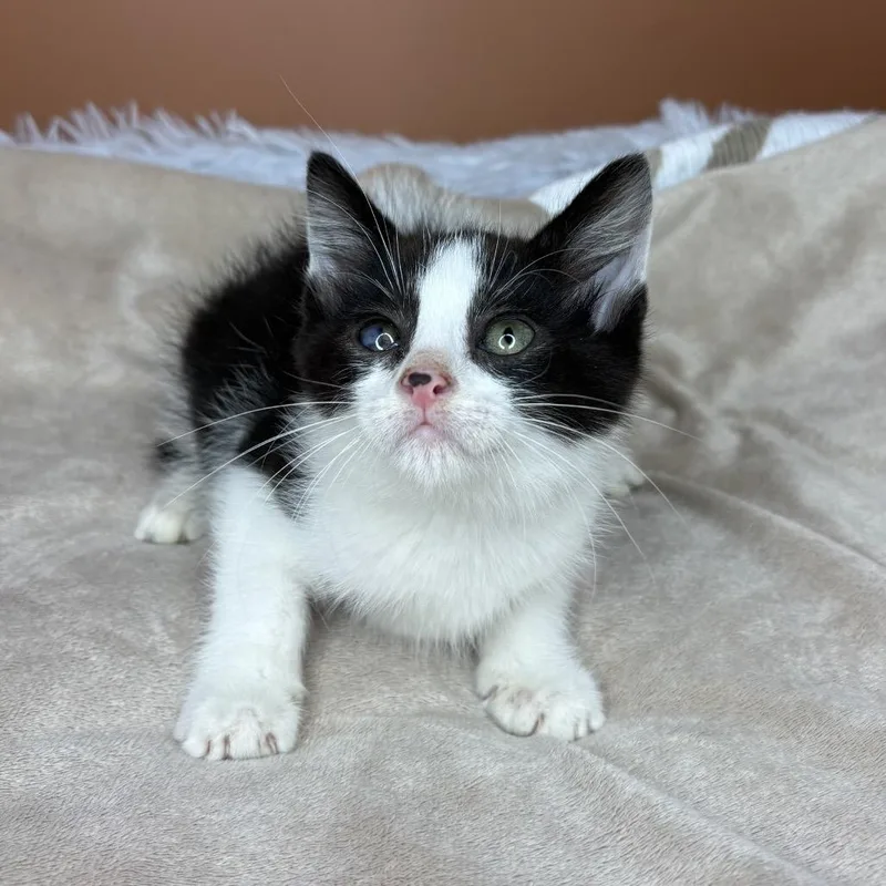 A baby small-sized male Black & White / Tuxedo Domestic Short Hair cat named Moonpie for adoption in San Antonio, TX