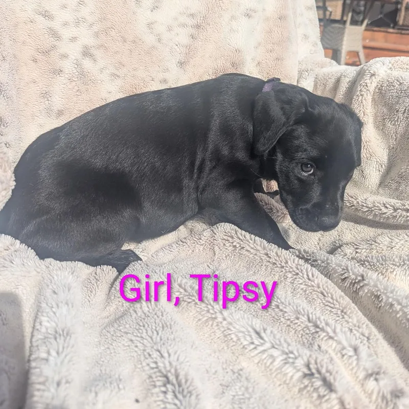 A baby medium-sized female Labrador Retriever dog named Tipsy for adoption in Houston, TX