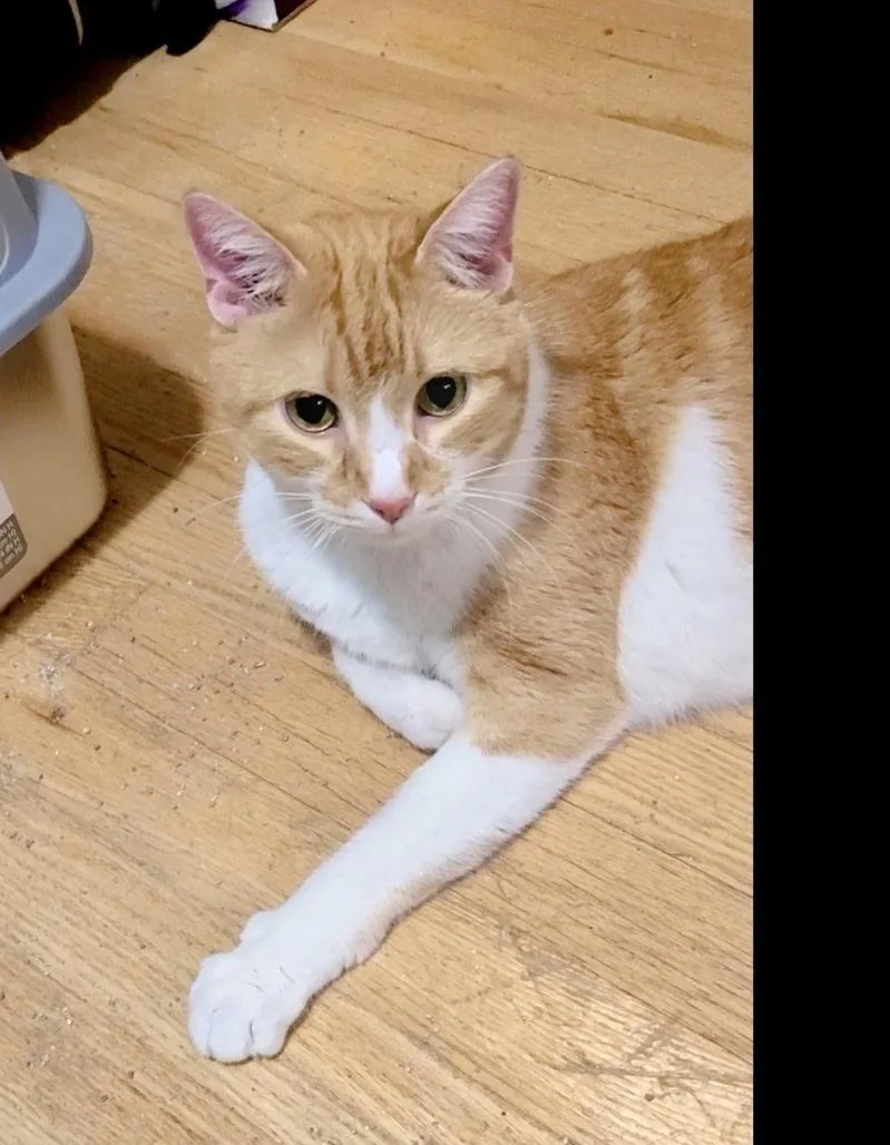 An adult medium-sized male Orange & White Domestic Short Hair cat named Tricks for adoption in Cleveland, OH