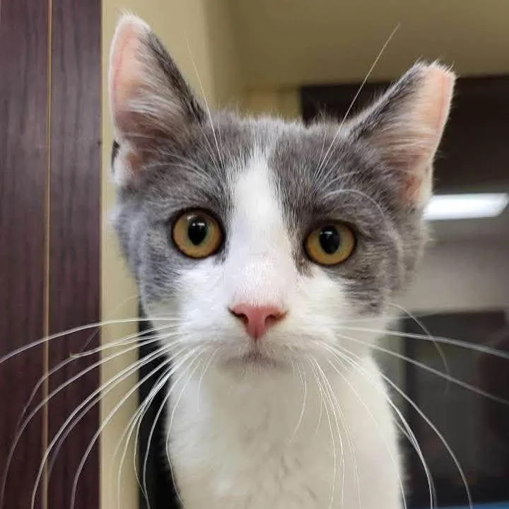 A baby small-sized male Gray / Blue / Silver Domestic Short Hair cat named Sugar for adoption in Waynesboro, PA