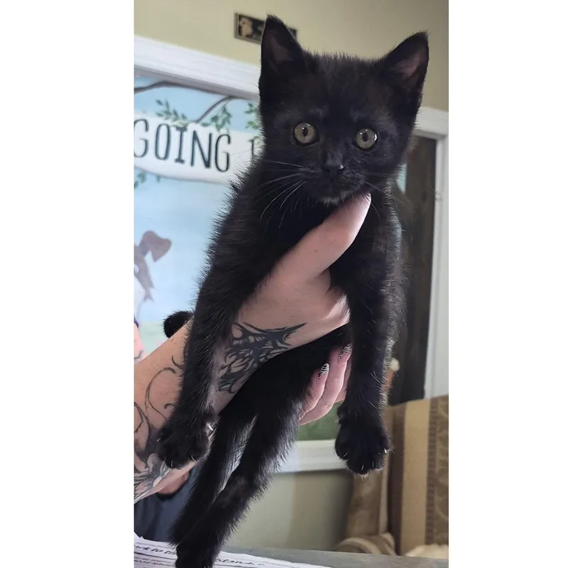 A baby medium-sized female Black Bombay cat named Corelle H. for adoption in Clarksville, VA