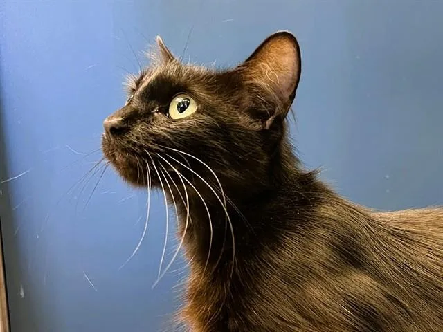 A young small-sized female Domestic Short Hair cat named Melissa for adoption in Palo Alto, CA