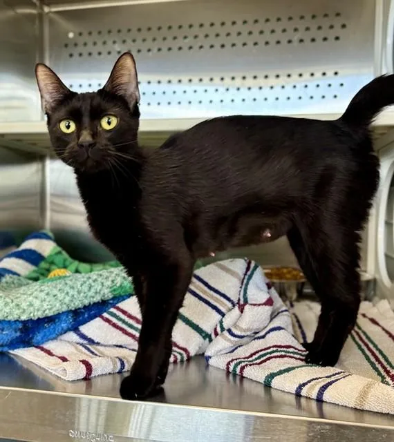 A young medium-sized female Domestic Short Hair cat named Salem for adoption in Kalamazoo, MI