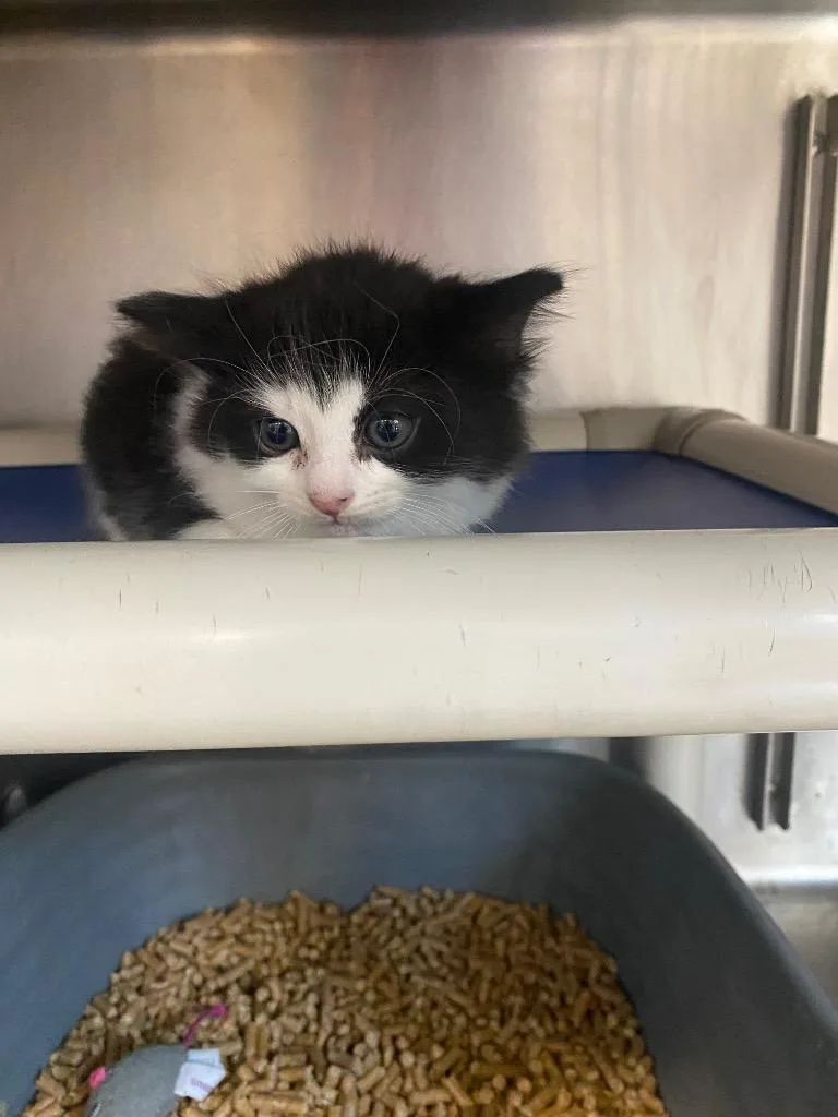A baby small-sized female Domestic Short Hair cat named Tuesday for adoption in Hopkinsville, KY