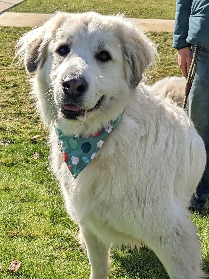 An adult large-sized female Great Pyrenees dog named Izzy for adoption in Spring, TX