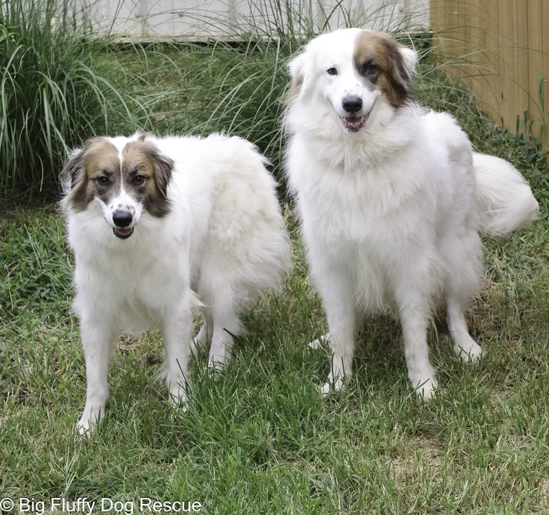 An adult medium-sized female Great Pyrenees dog named Flower for adoption in Nashville, TN