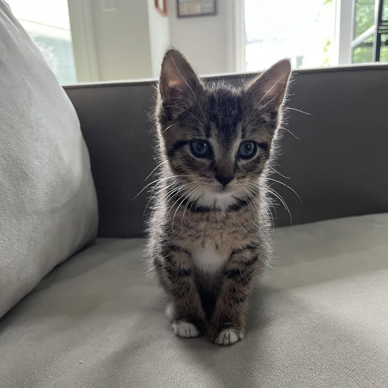 Clyde