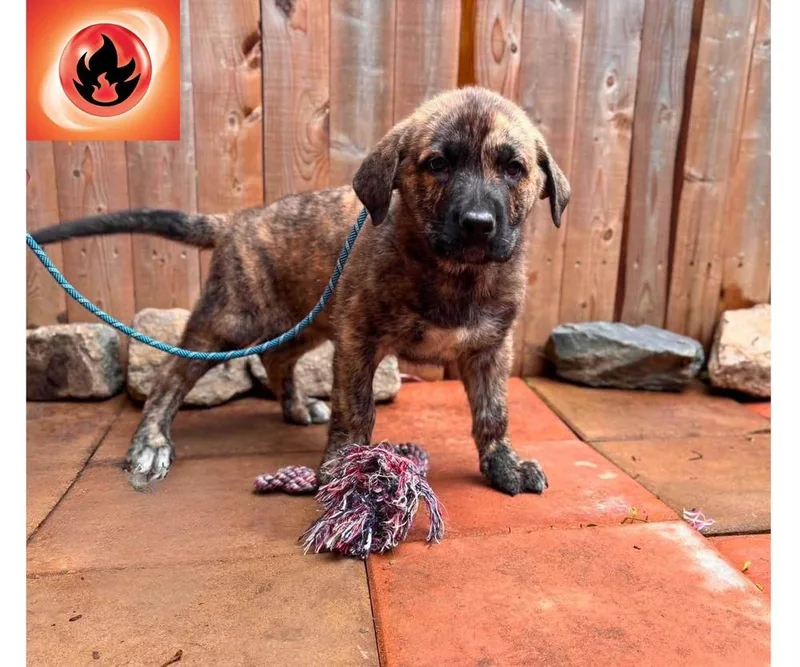 A baby small-sized male Mixed Breed dog named Arkanine for adoption in Milton, DE