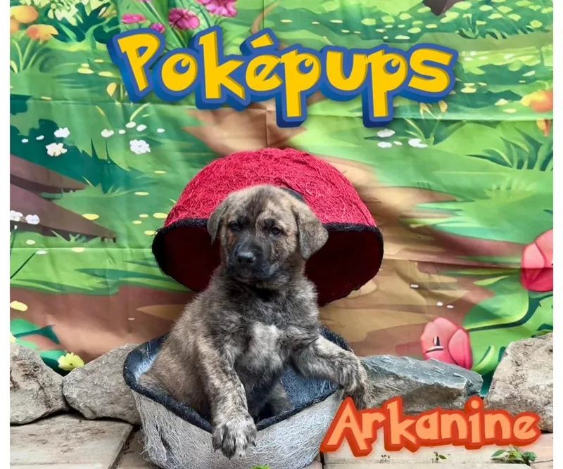 Arkanine thumbnail 2
