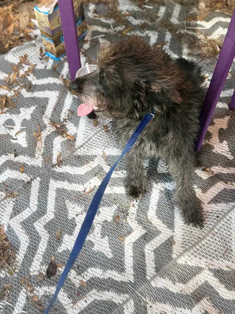 A young small-sized female Black Schnoodle dog named <betty for adoption