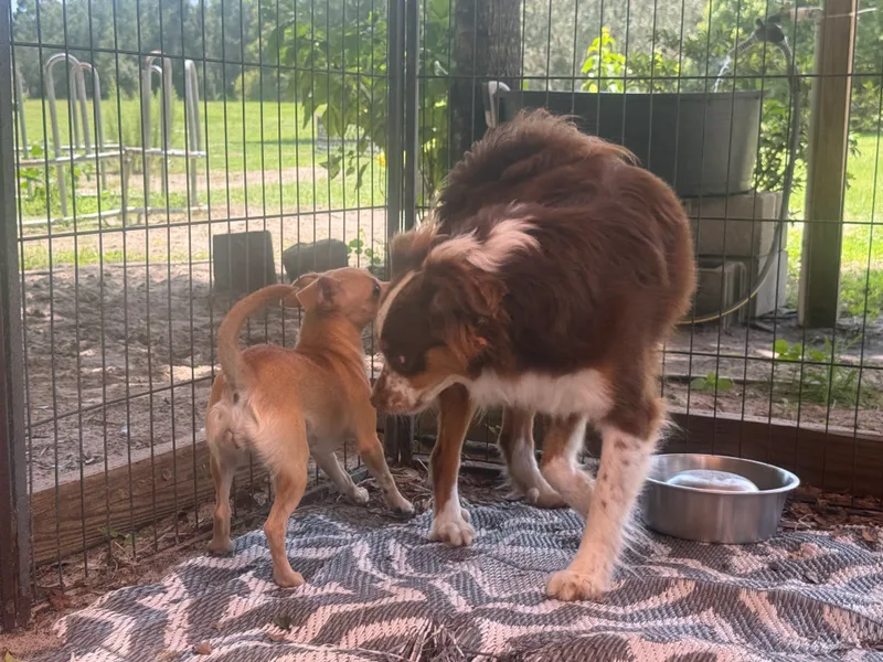An adult medium-sized female Red white Australian Shepherd dog named Autumn for adoption