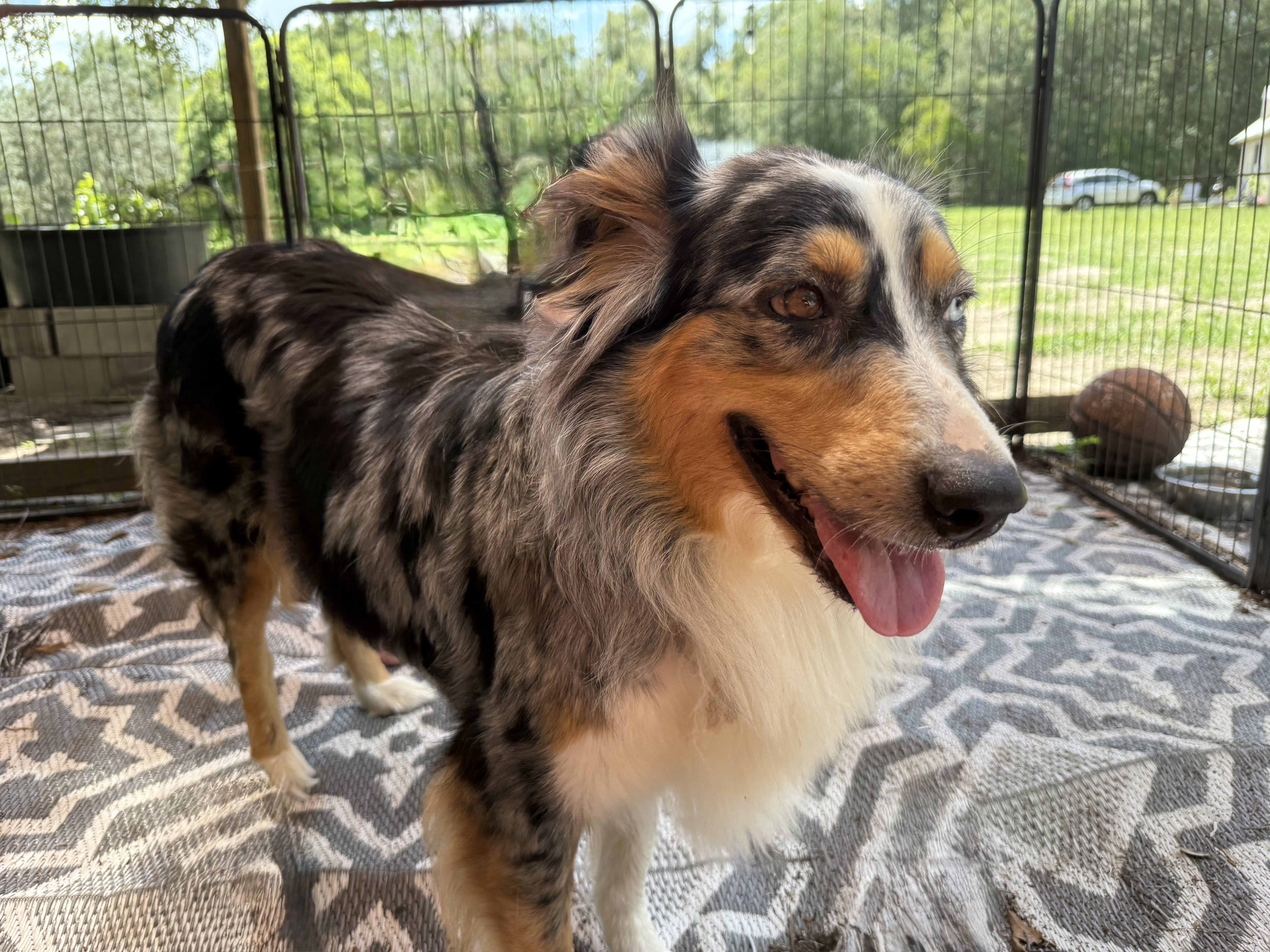 An adult medium-sized female Blue merle Australian Shepherd dog named Rue for adoption