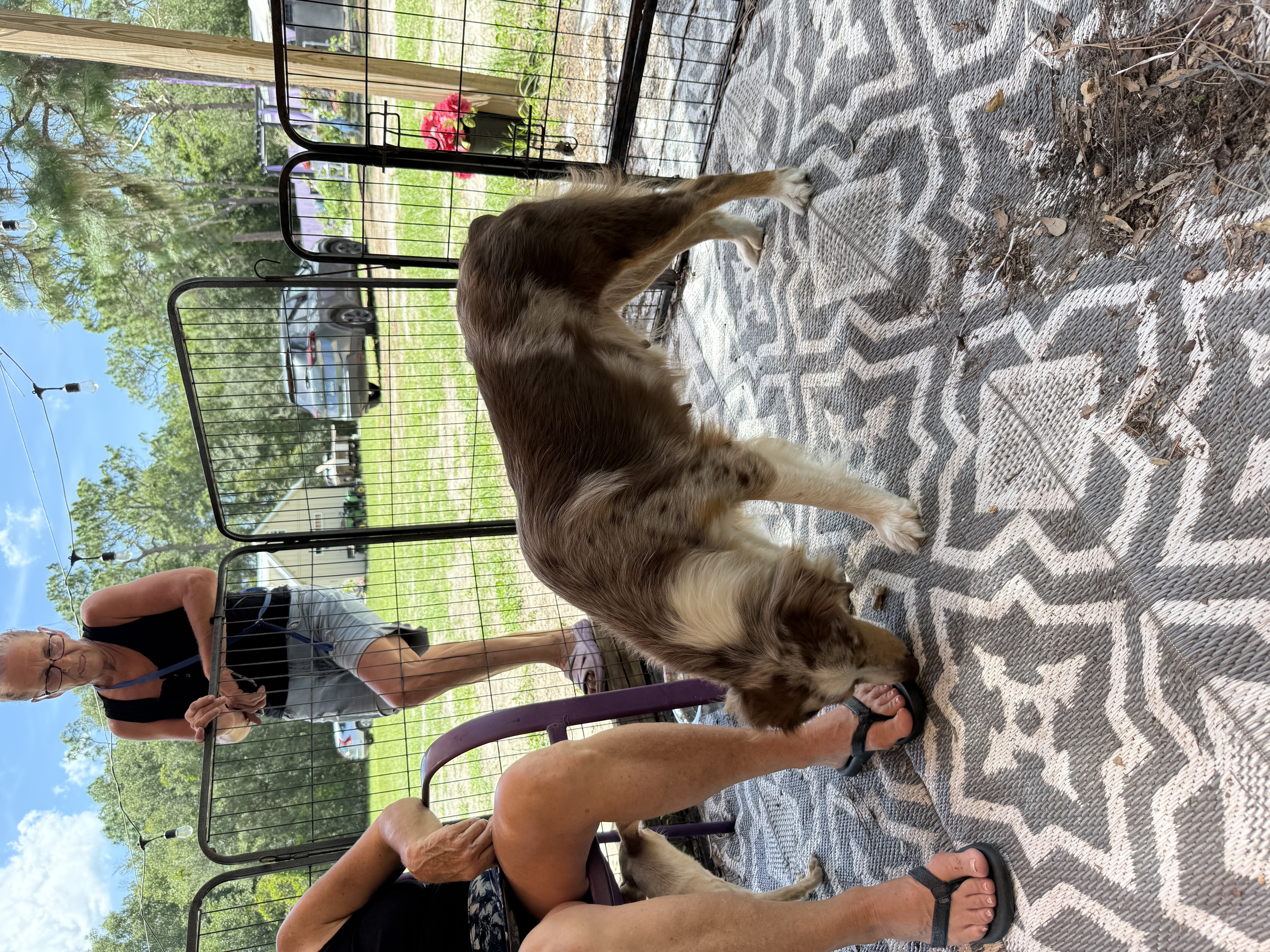 An adult medium-sized female Red Merle Australian Shepherd dog named Oakley for adoption