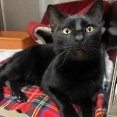 An adult medium-sized male Black Domestic Short Hair cat named Ziggy for adoption in Bullhead City, AZ