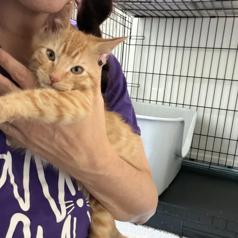 A baby medium-sized male Tabby (Orange / Red) Domestic Short Hair cat named Coppertone for adoption in Midvale, UT