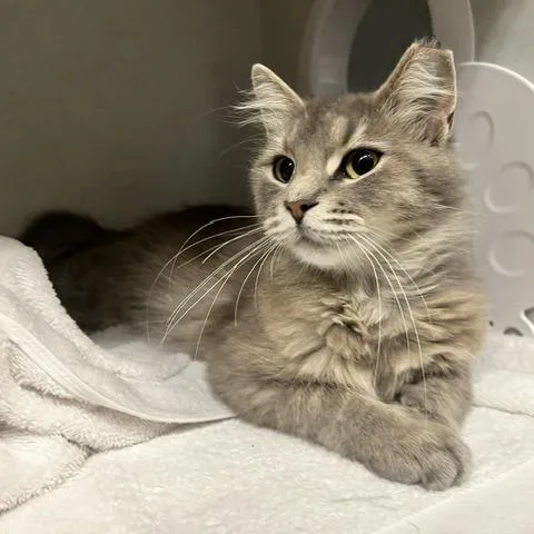 An adult medium-sized female Domestic Medium Hair cat named Mithril for adoption in Dayton, OH